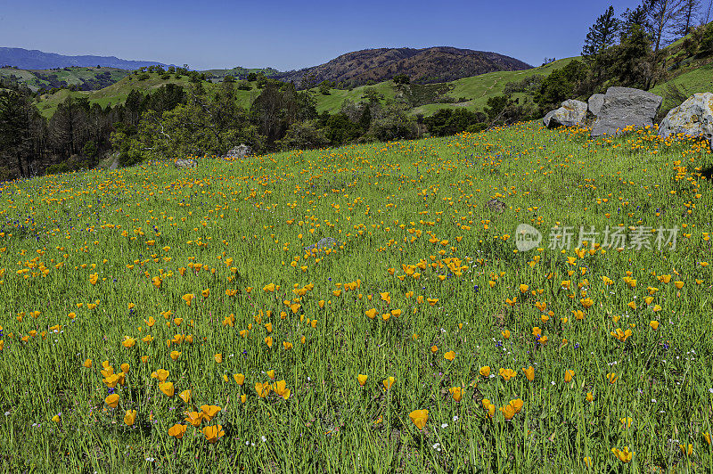 在Modini Mayacamas保护区，索诺马县，加利福尼亚的一个开放的田野罂粟。Eschscholzia californica,罂粟科。